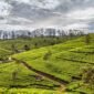 Tea plantation NE 85x85