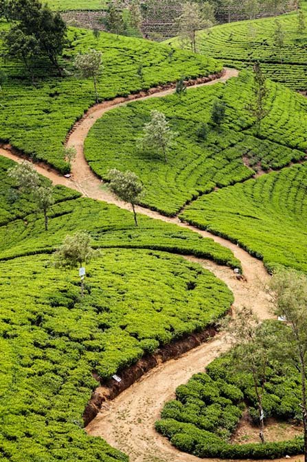 Nuwara-Eliya
