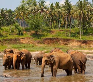 Pinnawela elephants 