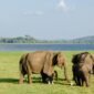 Minneriya elephants sri lanka 85x85